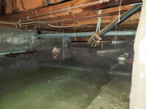 Best Water damage contractors near me  in Forreston, IL