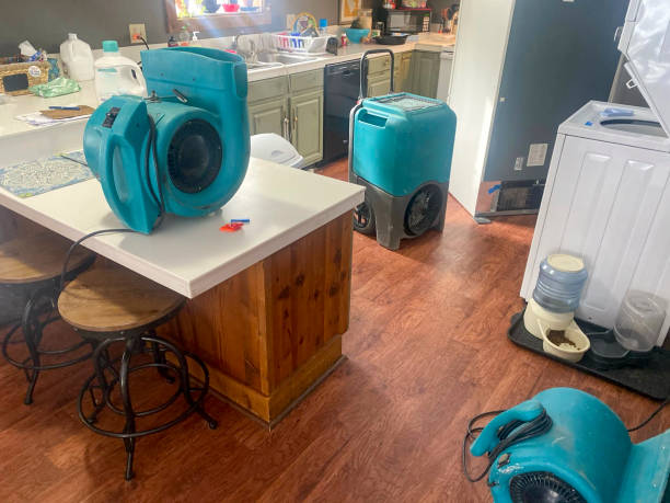 Best Mold removal after water damage  in Forreston, IL