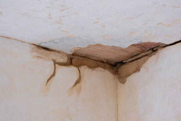 Best Carpet water damage restoration  in Forreston, IL