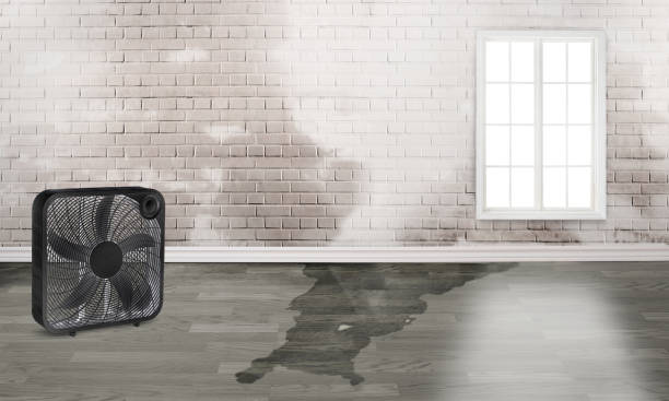 Best Local water damage restoration  in Forreston, IL