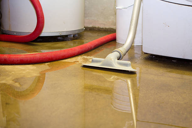 Best Carpet water damage restoration  in Forreston, IL