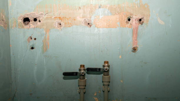 Best Commercial water damage restoration  in Forreston, IL