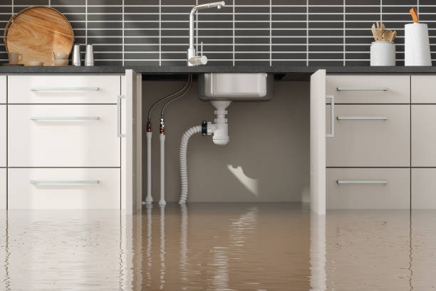 Best Water damage cleanup near me  in Forreston, IL